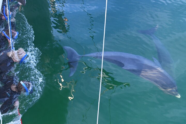 Dolphin Cruise from Adelaide with Optional Dolphin Swim - SA Accommodation